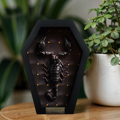 #ad Real Framed Scorpion Mounted Insect In Frame Entomology Wall Decor Gothic Gift $39.95