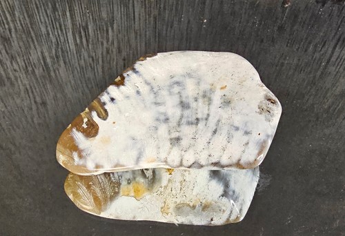 Rare Agate Coral Crystal Fossil - UK (#12) - Picture 3 of 5