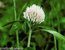 WHITE Clover Seeds Green Manure WILD FLOWER 10g to 4 KG BULK wholesale seed 