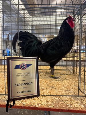 #ad EXTREMELY RARE — Endangered Critical — LA FLÈCHE — 6 Hatching Eggs $80.00