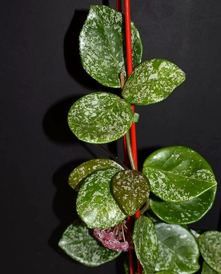 Hoya Carnosa  Freckles Splash with new grow