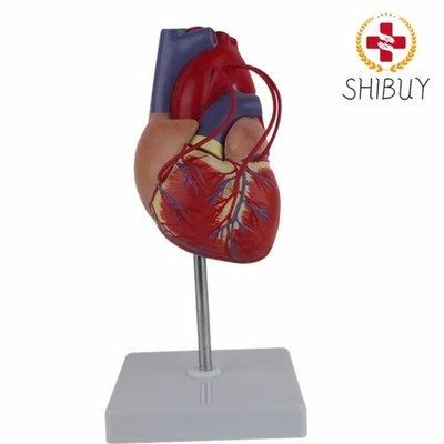 1:1 Life Size Human Heart Bypass Surgery Anatomy Model Detailed Cardiac Model