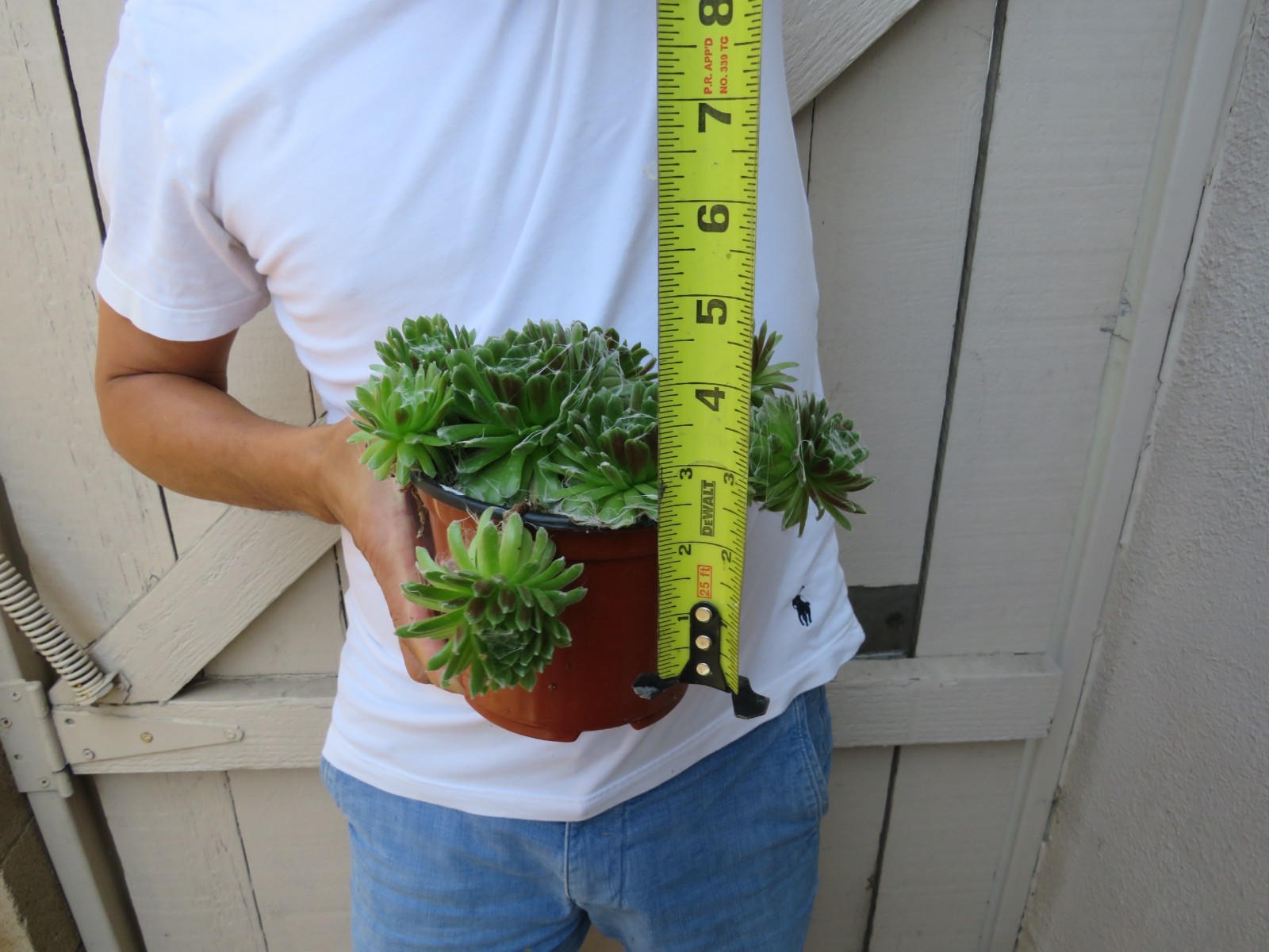 Sempervivum Arachnoideum Cebenese Cobweb Succulent
