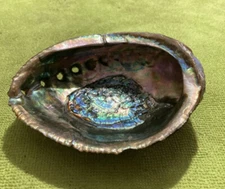 large green, blue, purple, seashell  5  1/4 wide                     (16)