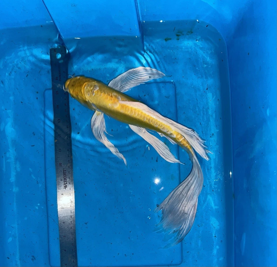 16” YAMABUKI OGON BUTTERFLY KOI -- DEEP YELLOW SUPER VIBRANT AA+ CSRAKOi - Image 2 of 4