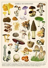 Vintage Mushroom Puzzle 1000 Pieces for Adult, Vintage Fungi Jigsaw Puzzle of 25