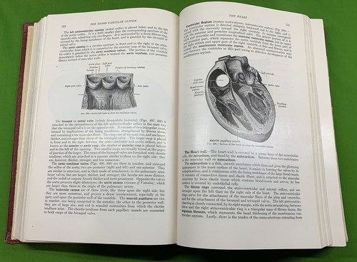 Gray’s Anatomy of the Human Body Henry Gray 24th Edition 1944  - Picture 10 of 11