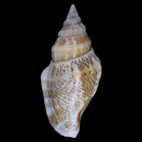 STROMBUS (Canario) LABIATUM para OLYDIUS (Nacala, Mozambique) 32.7mm #23986 - Imagen 2 de 4