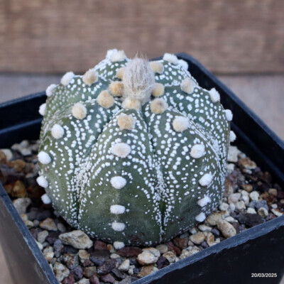 A4679 ASTROPHYTUM SUPERKABUTO pot10-H6-W8 cm MaMa Cactus