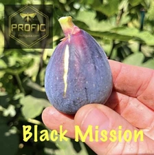 Ficus "Black Mission" Fig Tree plant hardy 1 Plant. Cold Hardy