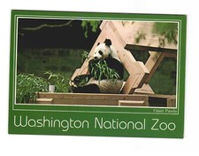 Washington National Zoo - Washington D.C. -The Giant Panda Postcard Unposted 4x6