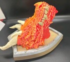 3D Dragon Trophy Mount. very d — photo 5