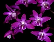 Orchid Species Dendrobium kingianum ‘T.R. Samara’ FCC/AOS