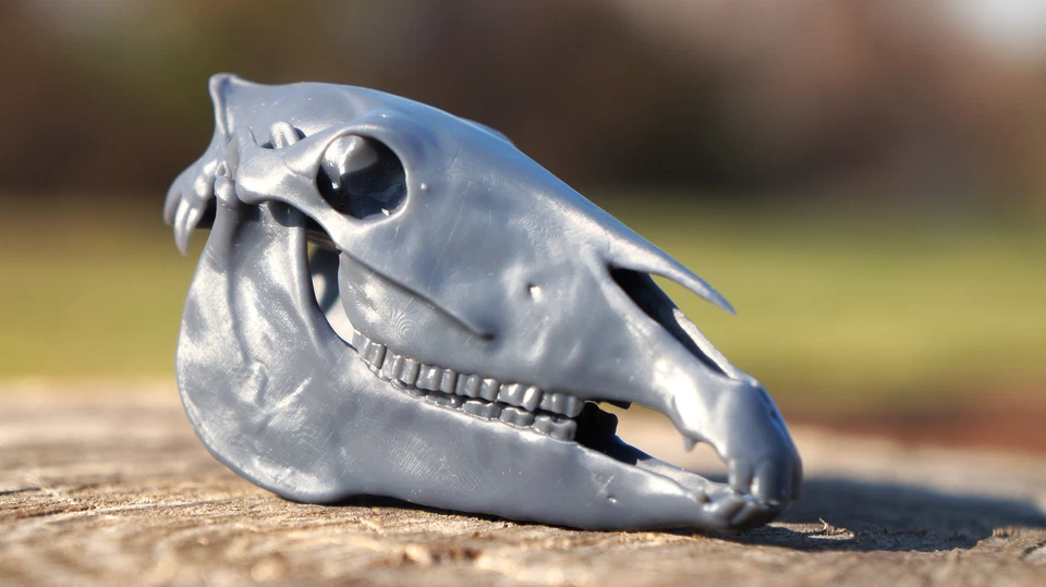 Modelo de calavera de caballo tipo stock a escala impresa en 3D Foto 2 de 3