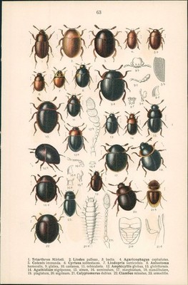 Lithographie: [Pilzkäfer] 1. Triarthron Märkeli. 2. Liodes pallens, 3. badia. 4.
