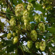 Hops Plant Humulus Lupulus - 50 / 250 Seeds - The Brewing beer plant! 