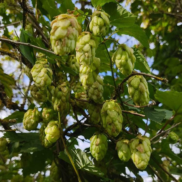Hops Plant Humulus Lupulus - 50 / 250 Seeds - The Brewing beer plant! Hops Plant Humulus Lupulus - 50 / 250 Seeds - The Brewing beer plant!