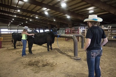 Kim Colorado USA 2016 Megan Wait 4-H brushing heifer Mustang Pavilion