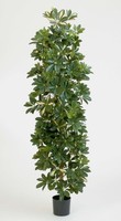 Artplants Deko Schefflera SäUle Am Stamm, Getopft, GrüN-Weiß, 180Cm