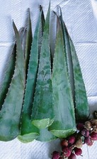 Organic Aloe Vera Leaves for Internal and External Health - 3 Pds