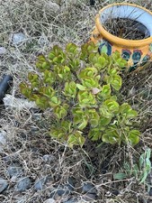 Healthy lush green Crassula Ovata Jade Plant, Rooted 15  To 16  tall with roots