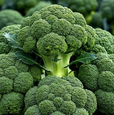 Brocolli seeds for sprouting microgreens