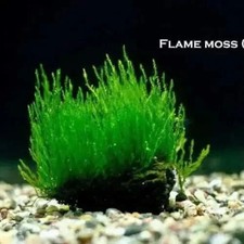 Flame Moss  Aquarium Live Water Aquatic Plant Fish Shrimp Tank Pond Decor