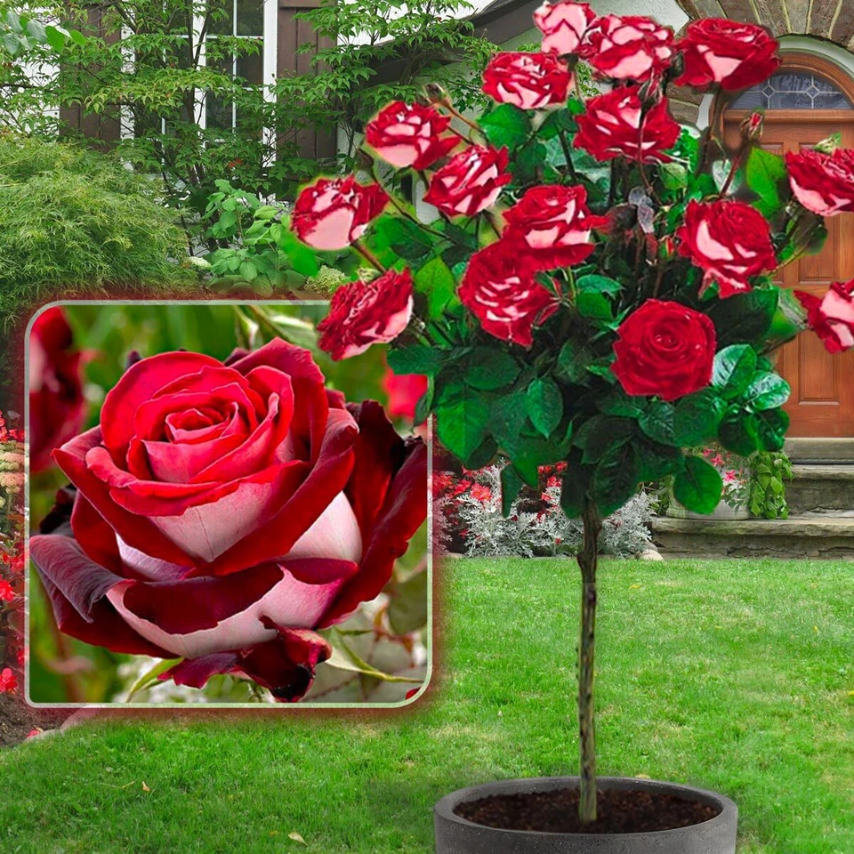 Rosier sur tige - 120 cm de hauteur - Convient en pot -  Terrasse, balcon... - Photo 4/4