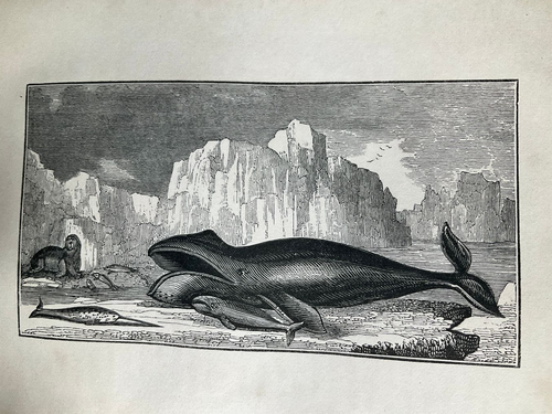 1830 Erstausgabe Entdeckung der Polarmeere * Walfischerei * Nordostpassage * KARTE - Bild 6 von 11