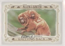 2021 Topps Allen & Ginter's Rallying Back Golden Lion Tamarin #RB-8 0hw6