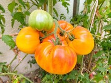 50 PINEAPPLE TOMATO Heirloom Beefsteak Indeterminate Solanum Fruit Vegetable See