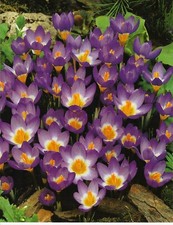 50 CROCUS SIEBERI TRICOLOR