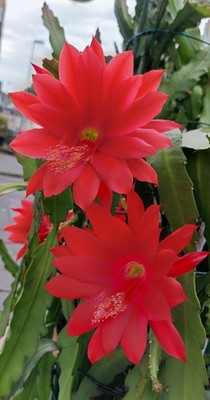 Epiphyllum Ackermanni - Junge Pflanze