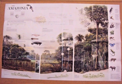 National Geographic Magazine November 2015 Map Amazonia Brazil Amazon Ecosystem - Picture 3 of 8