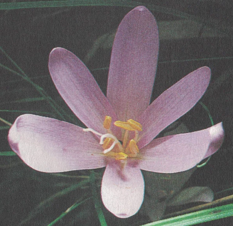 Colchicum autumnale 50 Samen, Herbst-Zeitlose, Herbstzeitlose, Hexenkraut - Bild 3 von 3