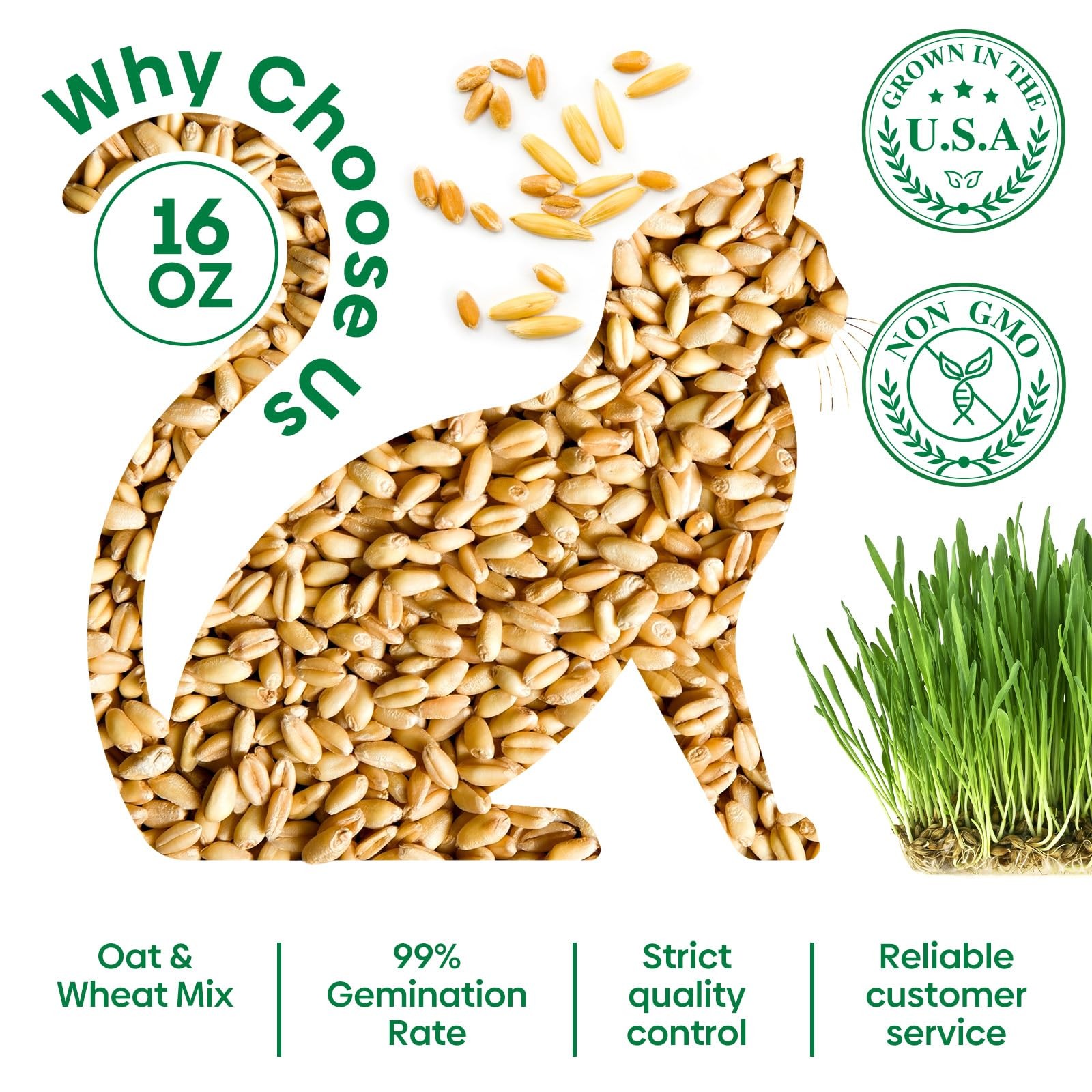 Groundio Cat Grass Seeds, 16 OZ, Grown in The USA for Indoor Cats, Non-GMO, 1 Po