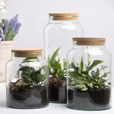 Glas Pflanze Terrarium Flasche 5L 7L Korkendeckel Micro Landschaft Zimmerpflanzung
