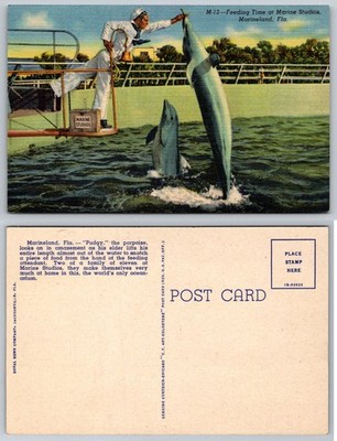 Marineland Florida Feeding Time Marine Studios Dolphin Porpoise Linen Postcard