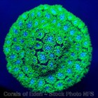 Corals of Eden ~ WYSIWYG Live Coral Frag ~ Stargazer Leptastrea Coral LPS SPS — photo 5