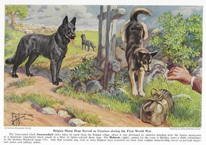 Belgian Groenendael / Malinois Sheepdog - 1941 Vintage Color Dog Print - Matted