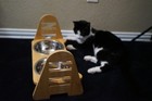 Adj Elevated Bamboo Pet Bowl Stand w/ears Double Stainless Steel bowls — photo 5