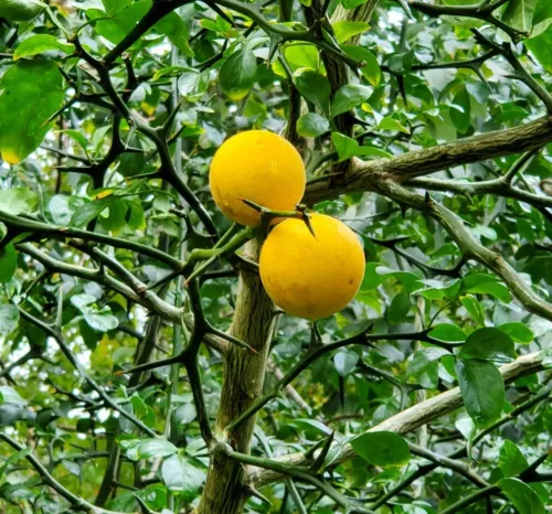 Poncirus Trifoliata Flying Dragon Trifoliate Citrus 2024 HARVESTED 100+ Seeds 🍊