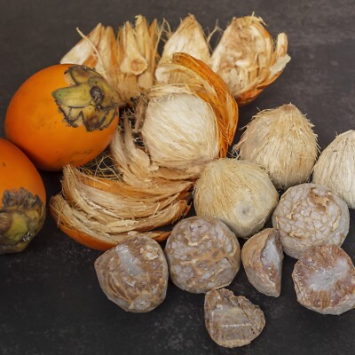 Fresh Young Betel Nut Areca Supari Catechu Nuts Free Limestone Paste 10 Pieces