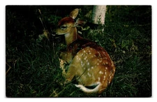 Vintage Fawn Deer Postcard by Tichnor Bros, Continental Size 6x4
