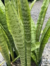3 Rooted Snake Plants Sansevieria Zeylanica Hawaii Volcanic Soil Air Purifying