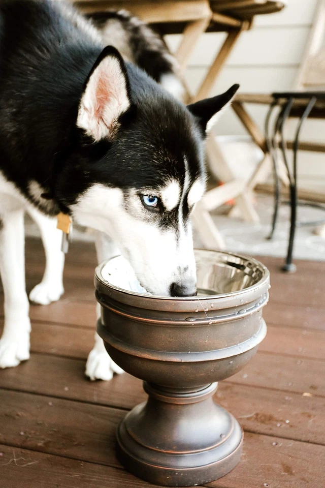 Soporte de cuenco elevado individual para perro Summit con interior extraíble de acero inoxidable 44 oz... Foto 4 de 4
