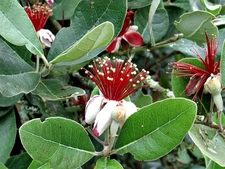 Feijoa sellowana HARDY PINEAPPLE GUAVA TREE Seeds!