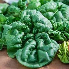 Premium Bloomsdale Spinach - Fresh Organic Heirloom Seeds - Most Popular Variety