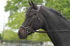 NEW Pole Freedom Snaffle Bridle- MARCEL TOULOUSE