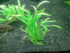 Chain Sword Narrow Leaf Plants 10 Plants